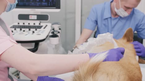 veterinarian team examines the corgi dog using ultrasound