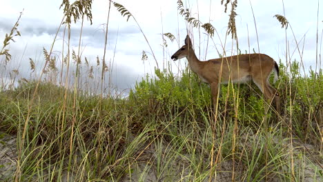 whitetail doe walking on sand dunes at the beach, coastal