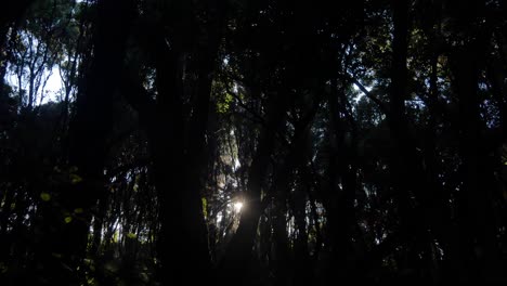 spectral sun ball shining through dark forest trees creates lens flare