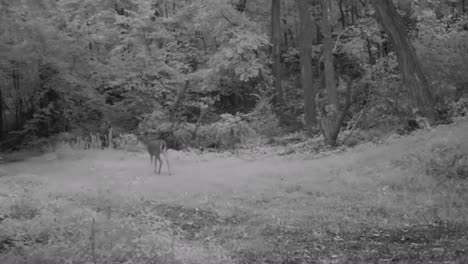 Young-whitetail-deer-buck-walking-along-a-game-trail-thru-a-clearing-in-woods