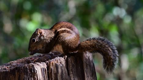 the indochinese ground squirrel is commonly found in thailand just about anywhere it can thrive