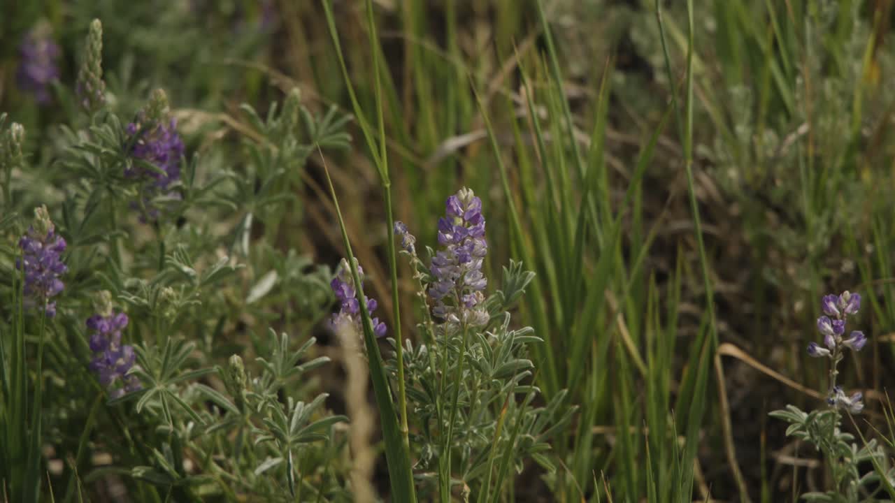보라색 산 꽃의 클로즈업