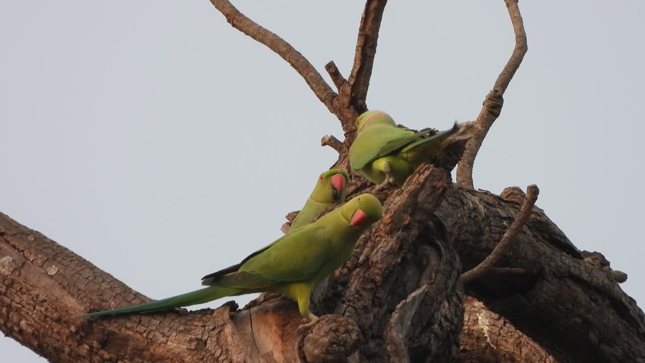 loro en el árbol simplemente relajándose
