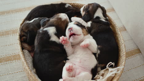several cute newborn beagle puppies sleep in a basket