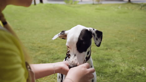 woman petting a dog