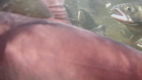 adult sockeye salmon on their way to reach their spawning grounds in british columbia, canada.