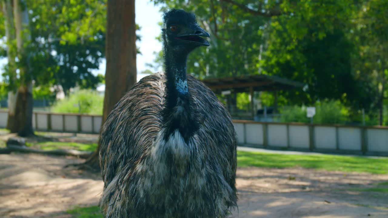 Front On View Of An Australian Emu On A Sunny Day