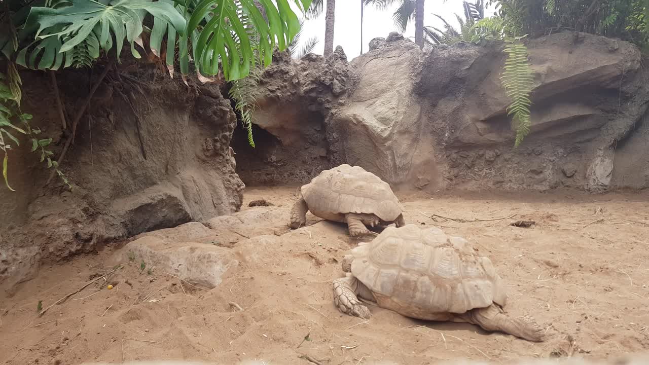 Giant Tortoise Moving on Land in Reptile Exhibit at the Zoo, Static Shot