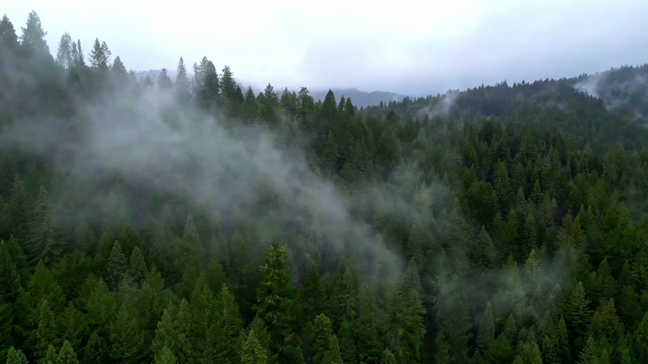 Sumua leijuu Muir Woodsin yllä Kaliforniassa, ilmakuva dronella.