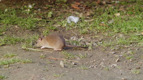 rata buscando comida en el suelo del parque - forraje de roedores