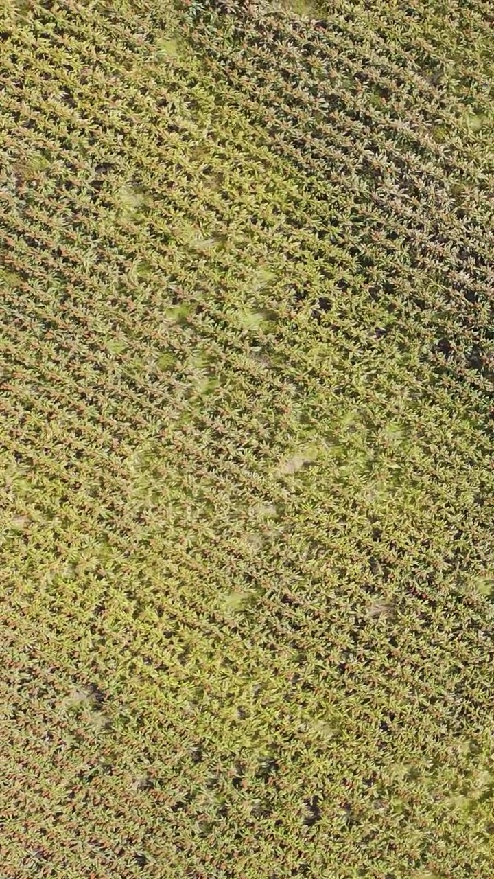 Drone captures vast fields of corn and sorghum