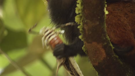 super closeup of a saddle back tamarin monkey eating a huge grasshopper