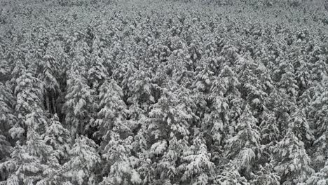 Antena:-Tiro-De-Elevación-De-árboles-Cubiertos-De-Nieve-En-Un-Denso-Bosque-De-Pinos-En-Invierno