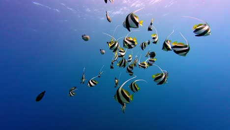 escuela de escolarización de peces bandera en aguas claras del océano en dahab, egipto - toma submarina