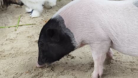 pig in sand
