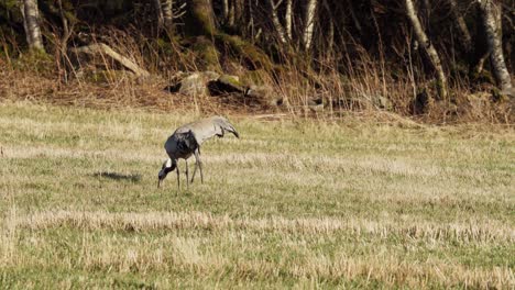 Kraniche-Werden-Beim-Fressen-Auf-Dem-Gras-Auf-Der-Farm-Von-Indre-Fosen,-Provinz-Trondelag,-Norwegen-Gesichtet---Weitwinkelaufnahme