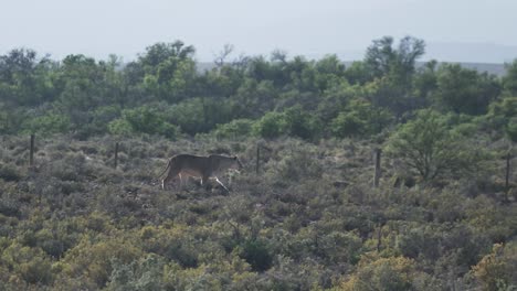 Lioness-Walking-In-The-Game-Reserve-In-Western-Cape,-South-Africa