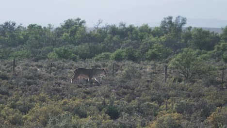 leona caminando en la reserva de caza en el cabo occidental, sudáfrica