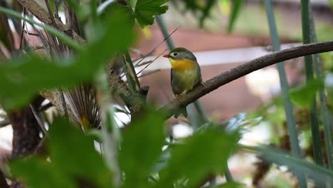 colourful pekin robin sitting on a branch