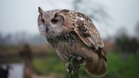 eagle owl