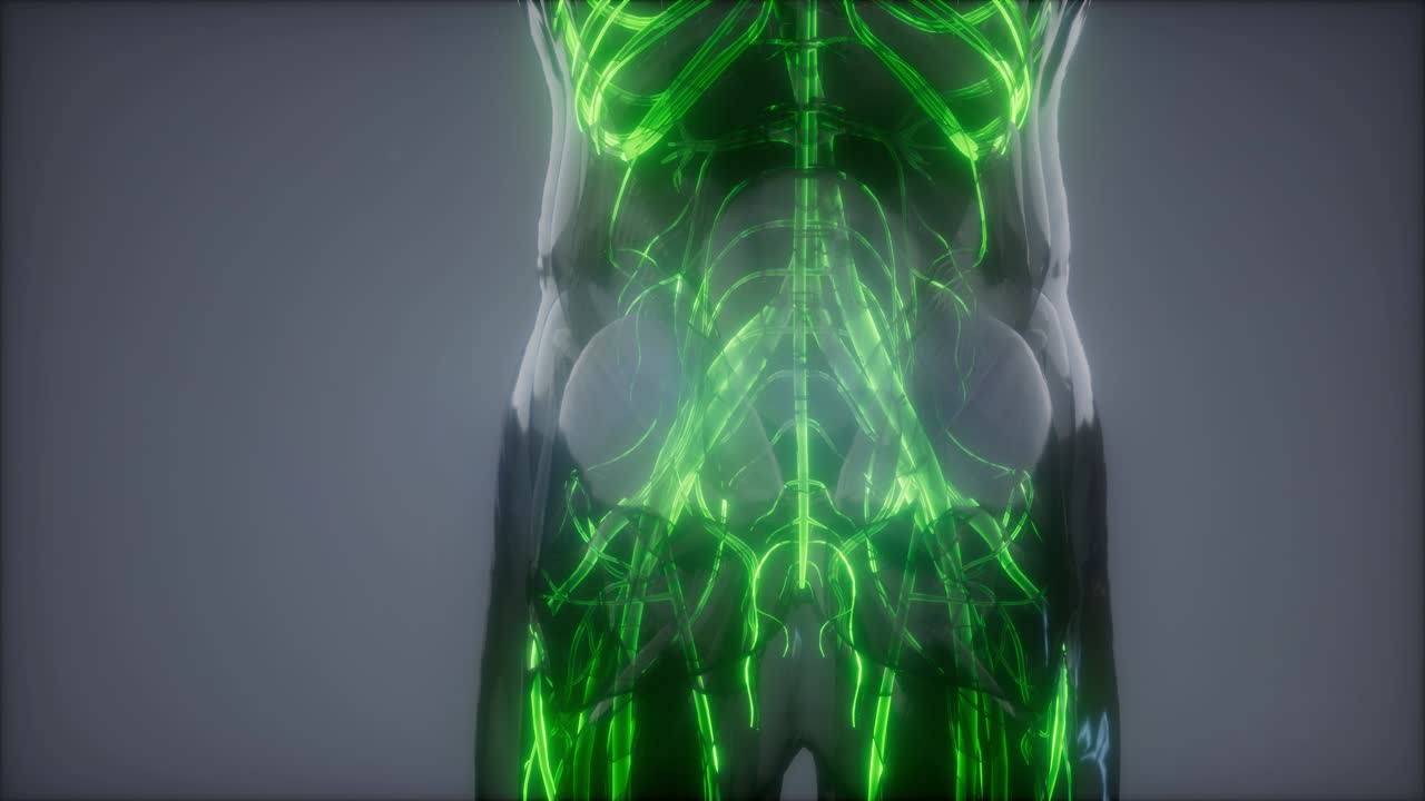 vasos sanguíneos del cuerpo humano