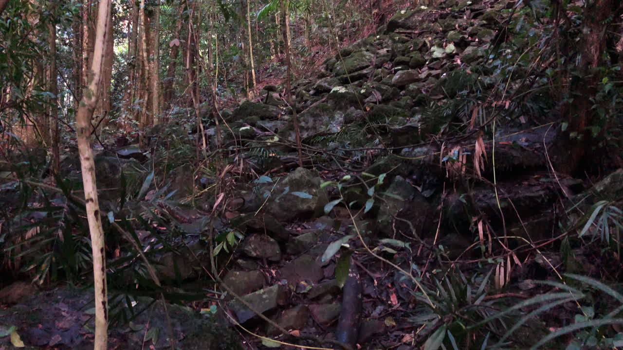 pintoresca matorral tomada en el puente natural cascada springbrook, queensland