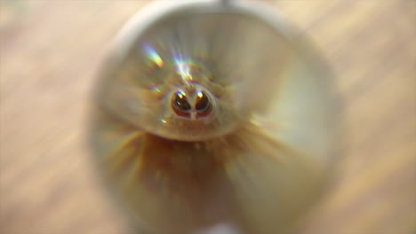 la lupa se mueve frente a los camarones renacuajos y la cámara se acerca para verlos más de cerca