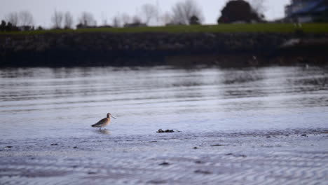 foraging godwit bird on the calm sea water shoreline during early morning in south ireland near dublin