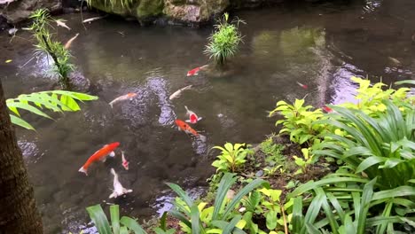 static shot of a koi pond with beautiful fishes and green plants in the garden