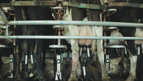 close up on udders, cows stand calmly side by side on a rotating milking platform, their tails swaying gently as soft machinery hums—sunlight filters in, casting a warm glow over the peaceful scene