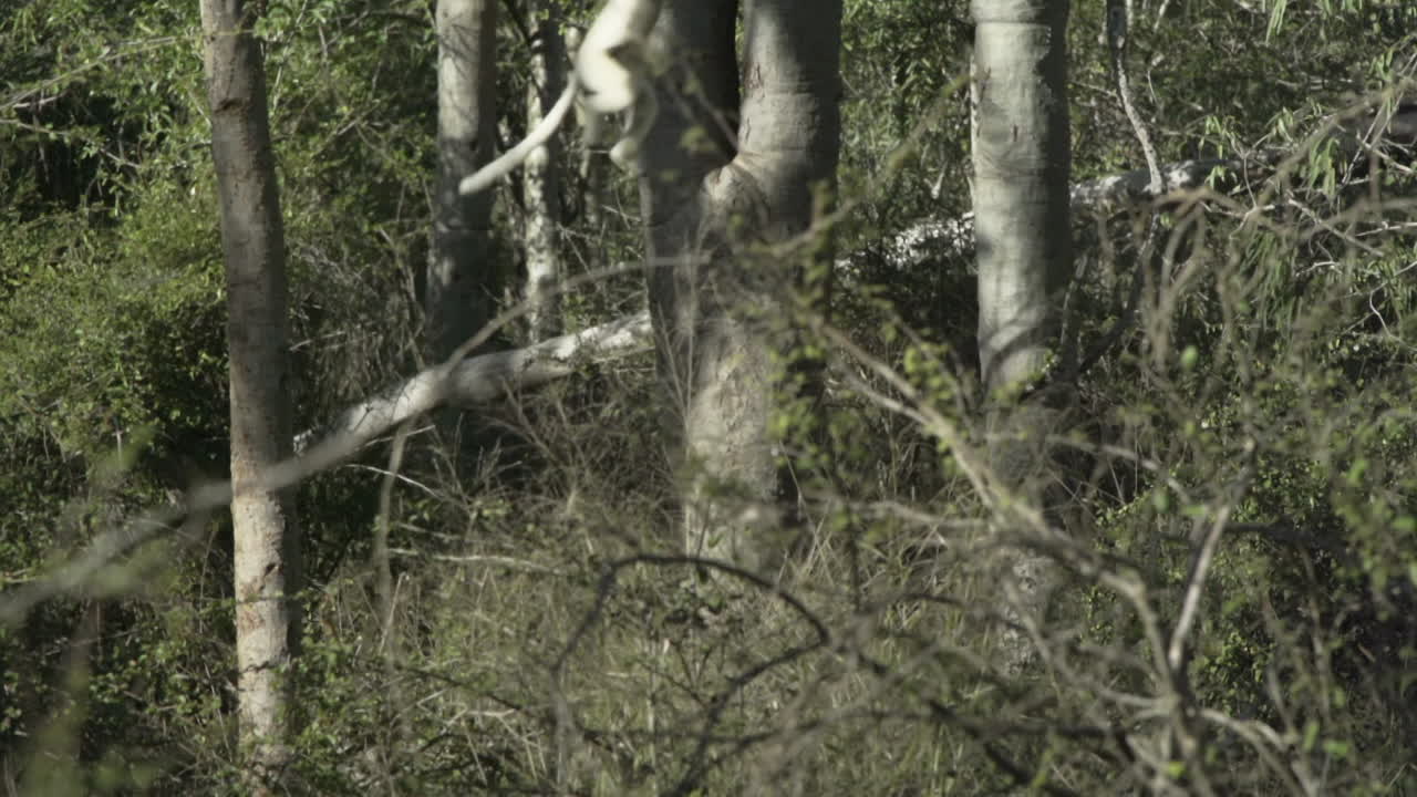 toma en cámara lenta de sifaka blanco encogido en un árbol, dando un gran salto de izquierda a derecha, aterrizando en otro árbol, trepando