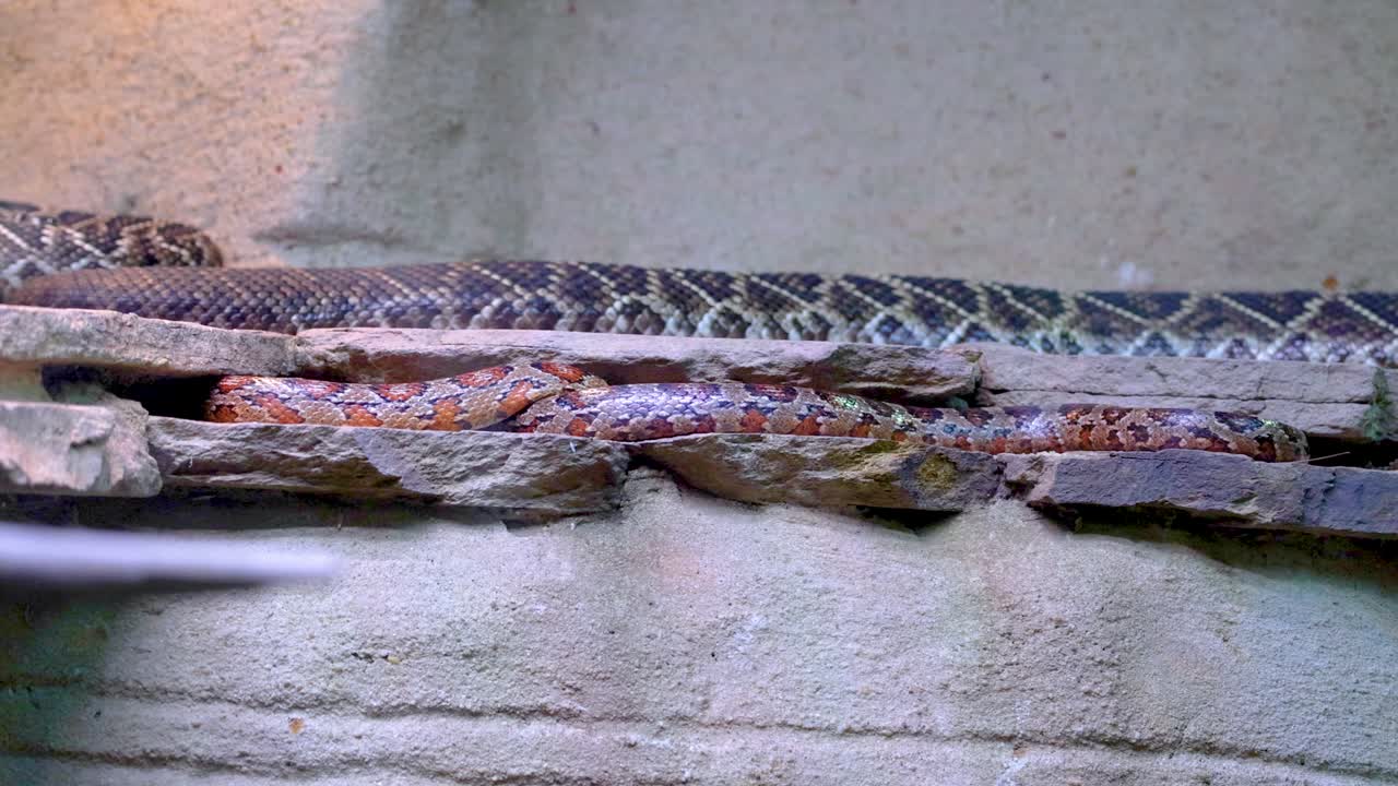A snake moves along a rocky ledge in a zoo setting. The environment is naturalistic, with soft lighting and minimal camera movement