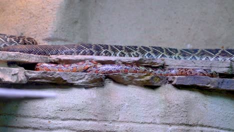 a snake moves along a rocky ledge in a zoo setting. the environment is naturalistic, with soft lighting and minimal camera movement