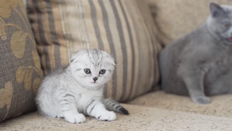 Porträt-Eines-Grauen-Scottish-Fold-Kätzchens