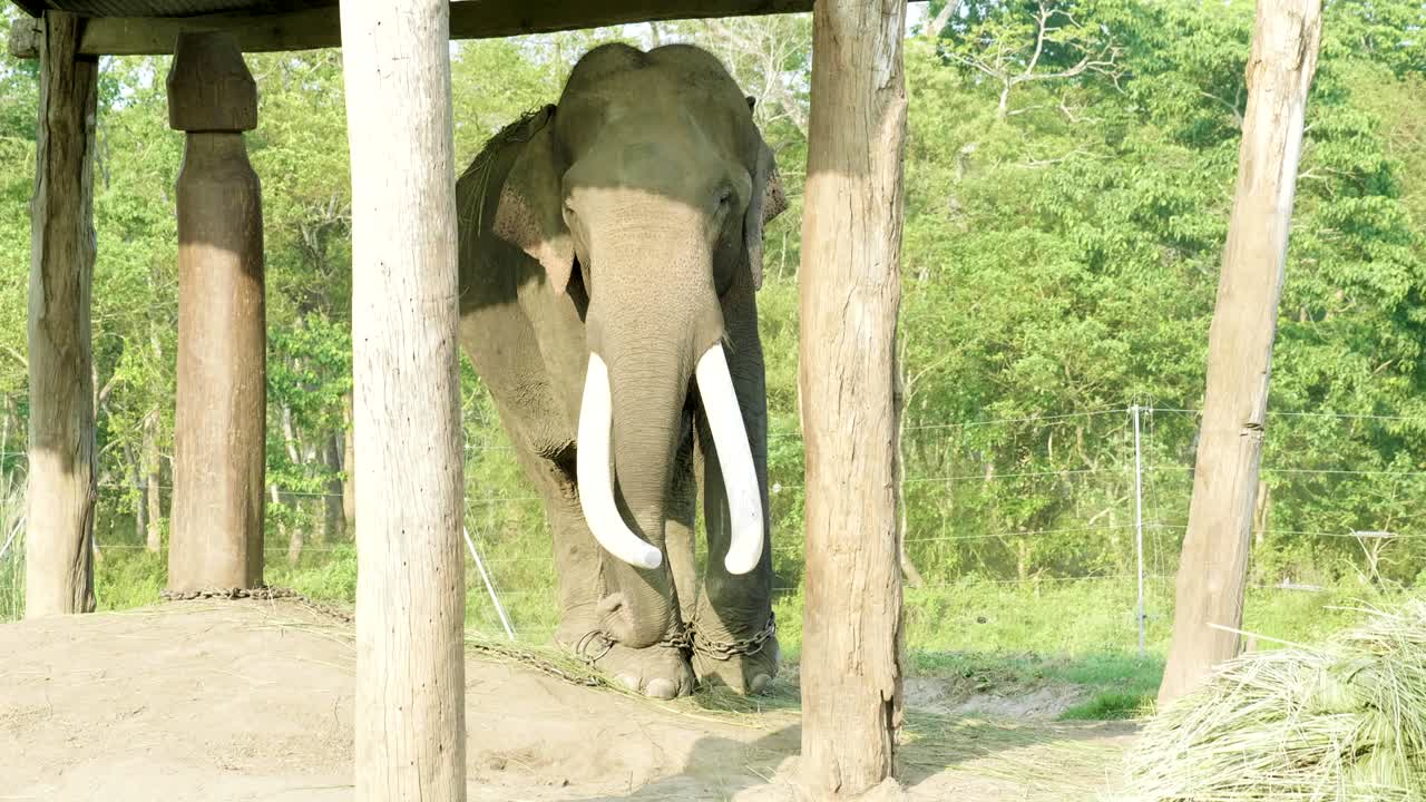 네팔의 치트완 국립공원 농장에서 큰 이빨을 가진 코끼리 마녀.