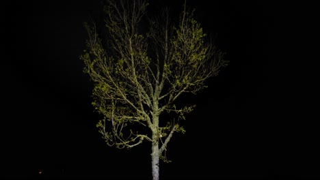 árbol desnudo en la noche iluminado por una luz dura