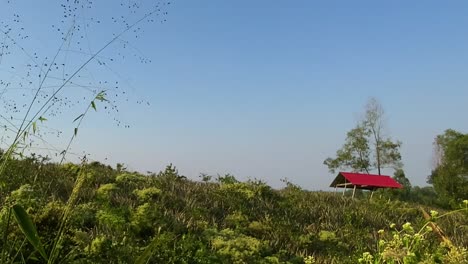 Tranquilo-Y-Relajante-Paisaje-De-Campo-De-Verano-Con-Cabaña-Roja-En-El-Fondo,-Sylhet