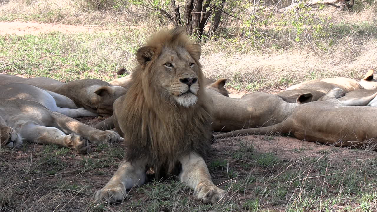 un león macho vigila su manada de leonas dormidas