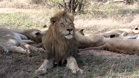 A-male-lion-watches-over-his-pride-of-sleeping-lionesses