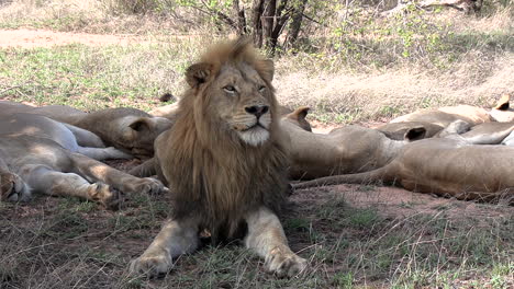 un león macho vigila su manada de leonas dormidas
