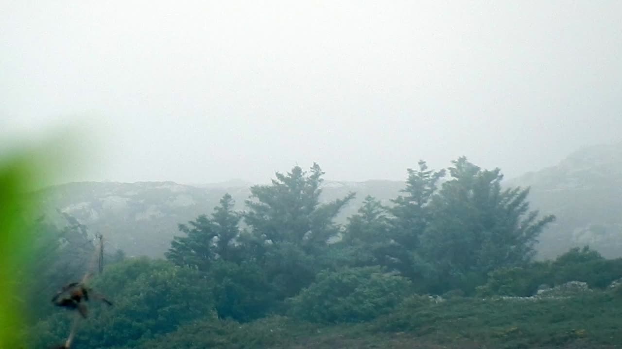 Rainy morning mist drifting behind trees on top of rocky mountain pass