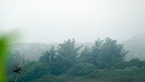 rainy morning mist drifting behind trees on top of rocky mountain pass