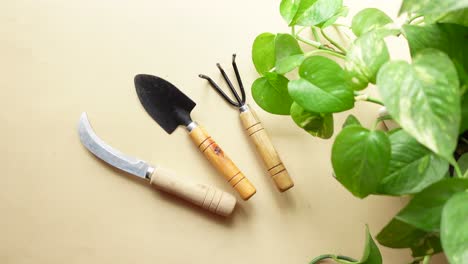 gardening tools and a houseplant