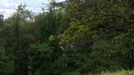 High-altitude-slow-motion-zoom-shot-captures-raindrops-falling-from-tree-branches