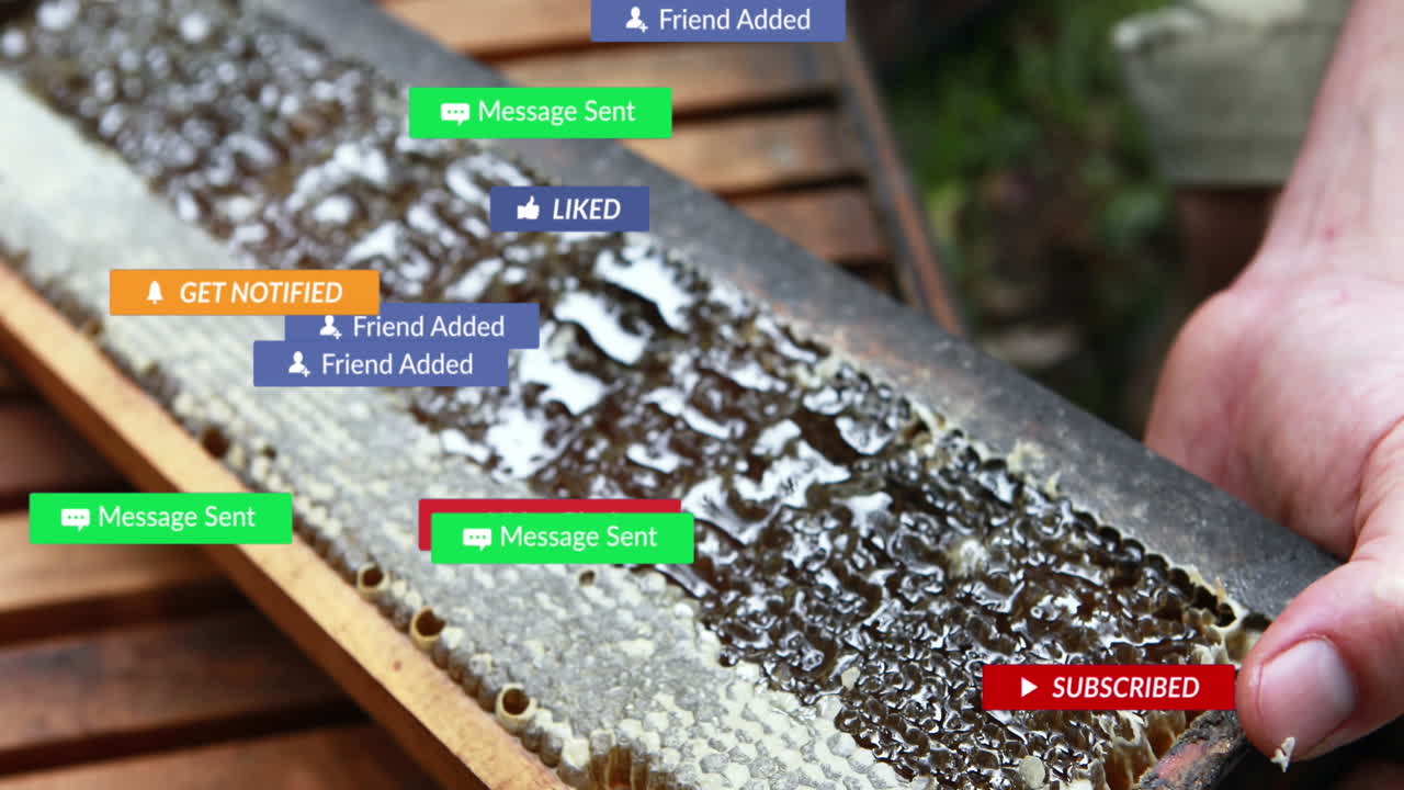 벌집에서 을 수확하는 백인 양봉업자의 클로즈업에서 여러 번의 알림의 애니메이션