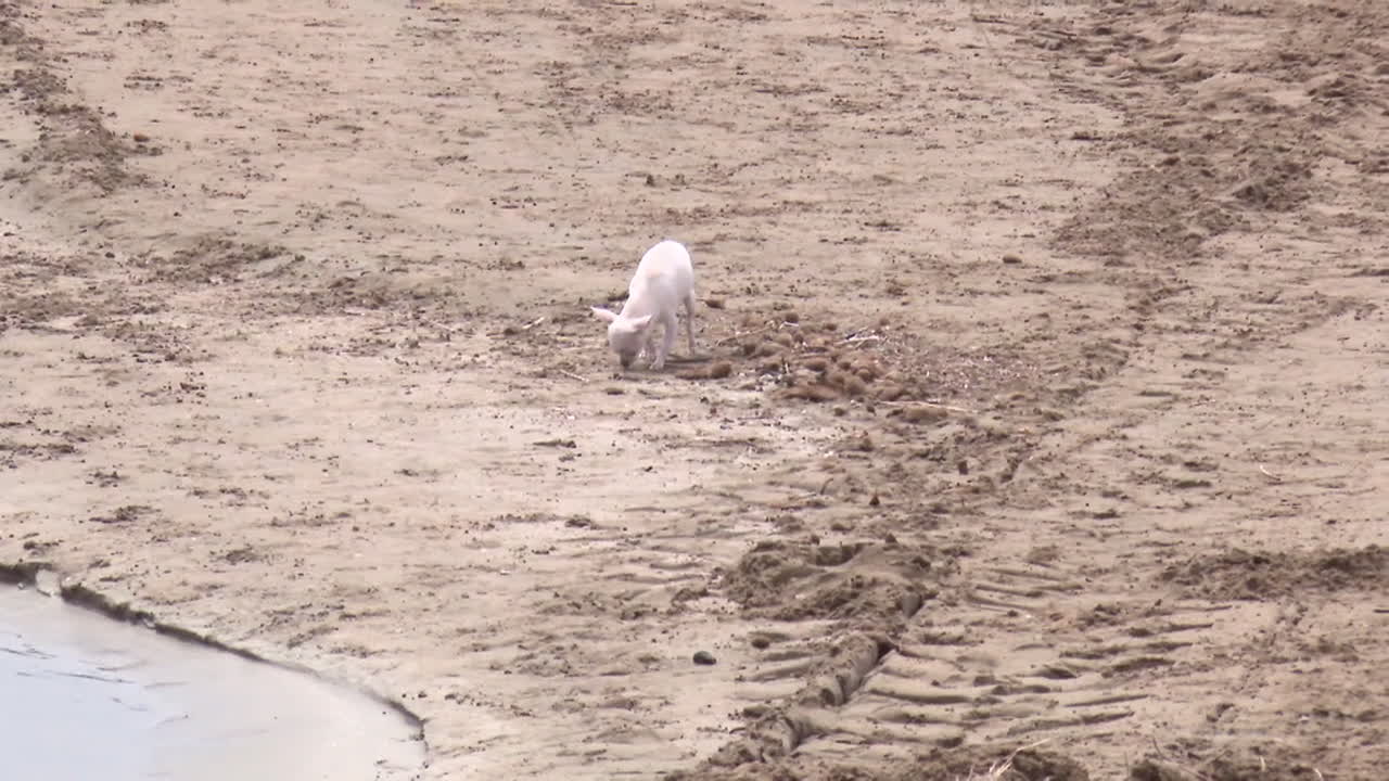 White Chihuahua by a Riverbank