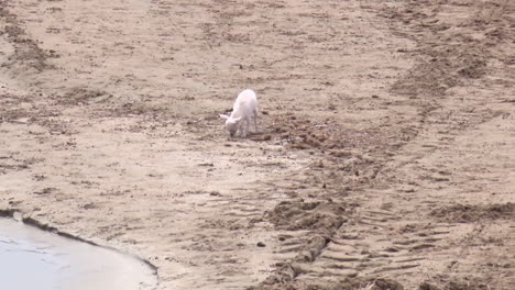 white chihuahua by a riverbank