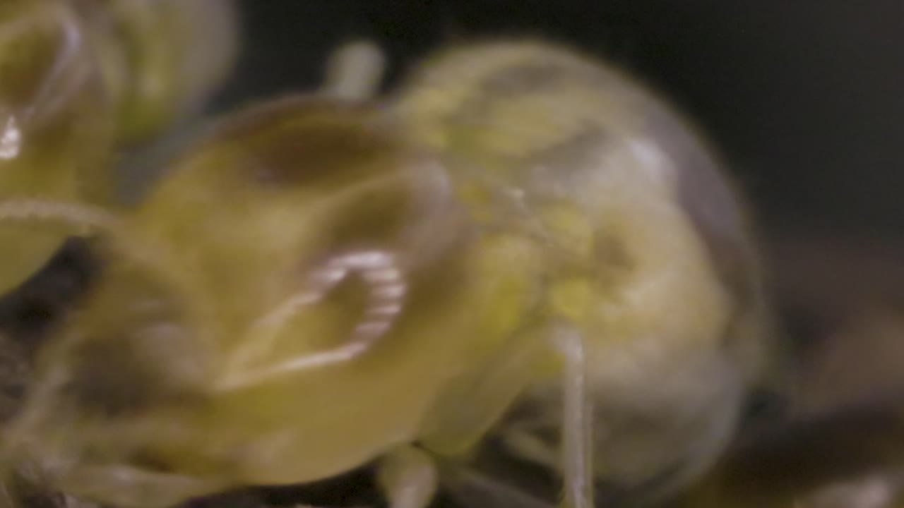 Inside of Termites Nest Macro Slide
