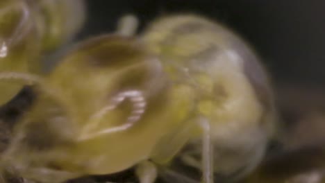 inside of termites nest macro slide