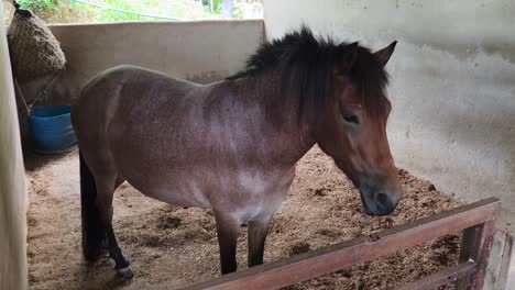 horse in a stable